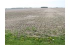 Property photo 22 - 172 Acres Offered in 3 Tracts - Prime Farmland